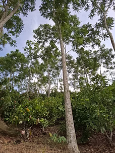 Cultivo de cacao bajo sombrío forestal