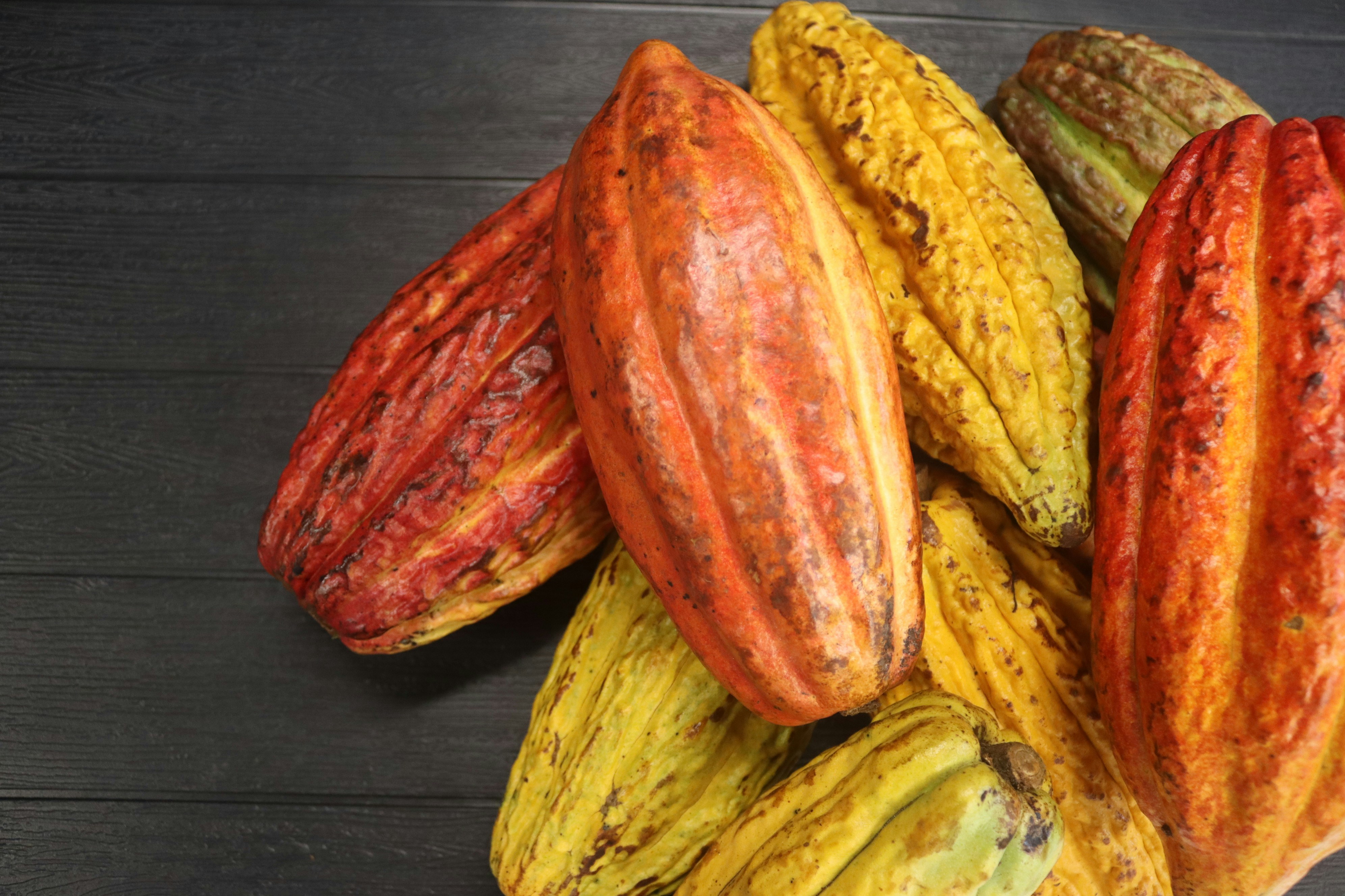 Investigación en cacao