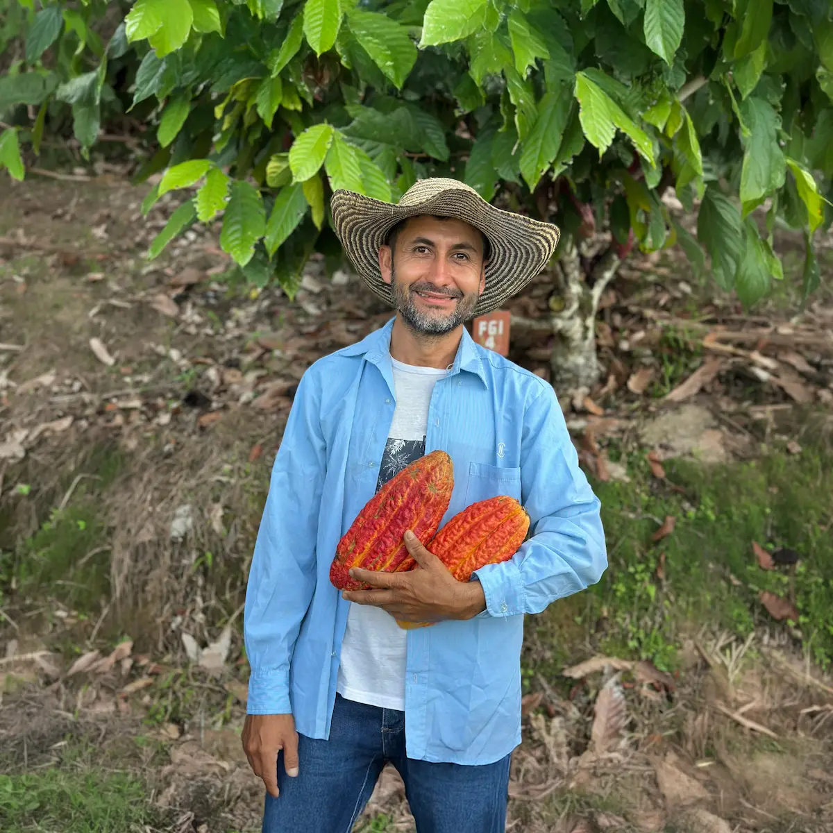 Agricultor removiendo granos de cacao durante el secado
