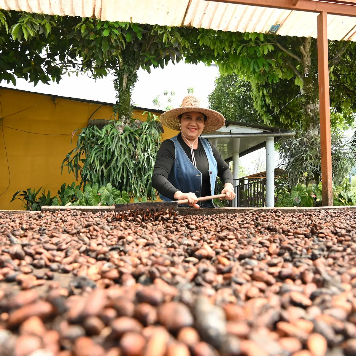 Mano de hombre desgranando un fruto de cacao