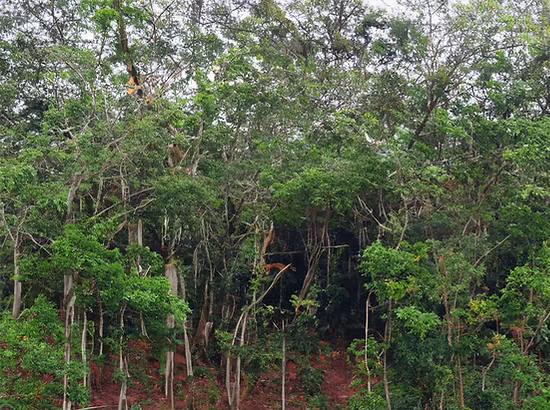 Cultivo de cacao